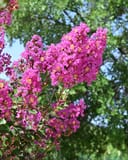 Catawba Crape Myrtle covered in vibrant pink flower clusters against green trees