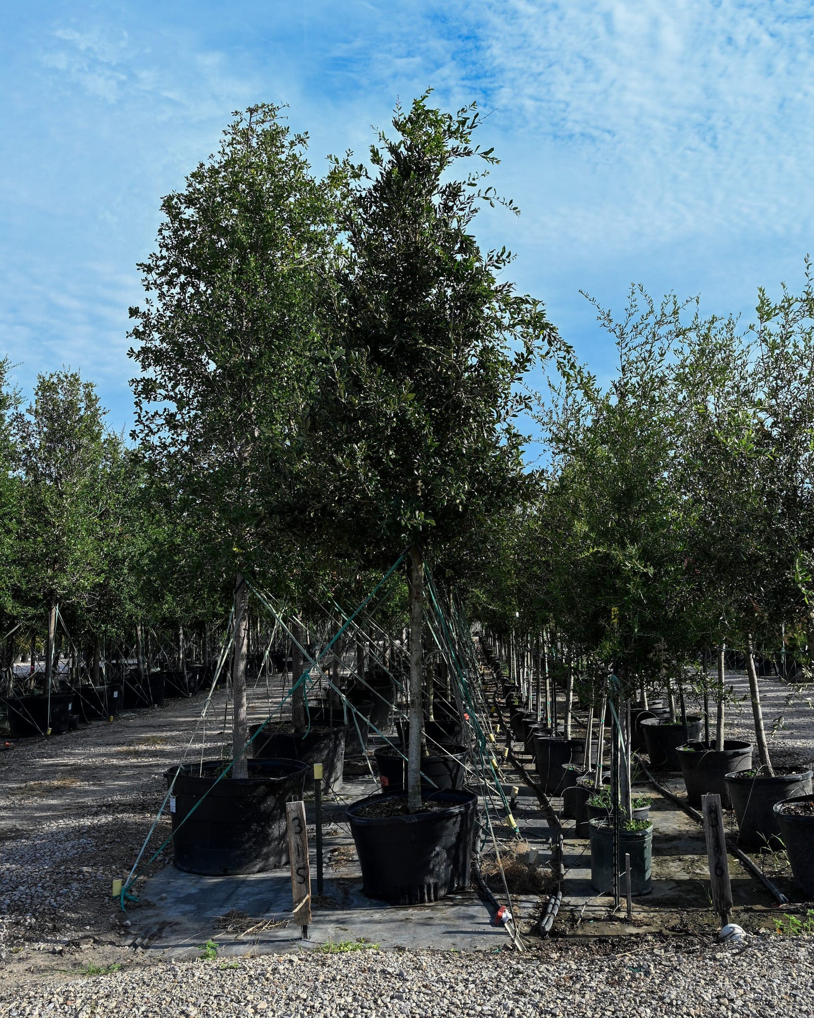 Cathedral Live Oak dense foliage Cathedral Live Oak with dense green foliage in a large container at the nursery