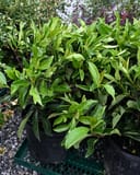 Chindo Viburnum shrubs with glossy green leaves in nursery containers on a display rack