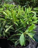 Chindo Viburnum with glossy green foliage in a black nursery container