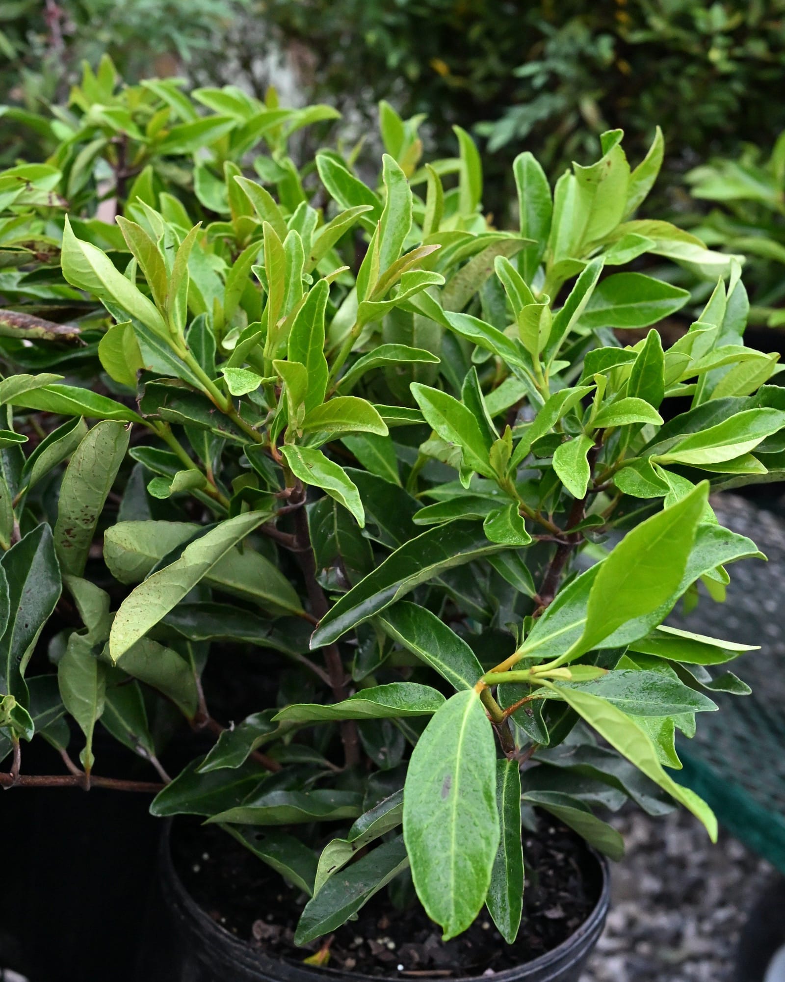 Chindo Viburnum glossy foliage Chindo Viburnum with glossy green foliage in a black nursery container