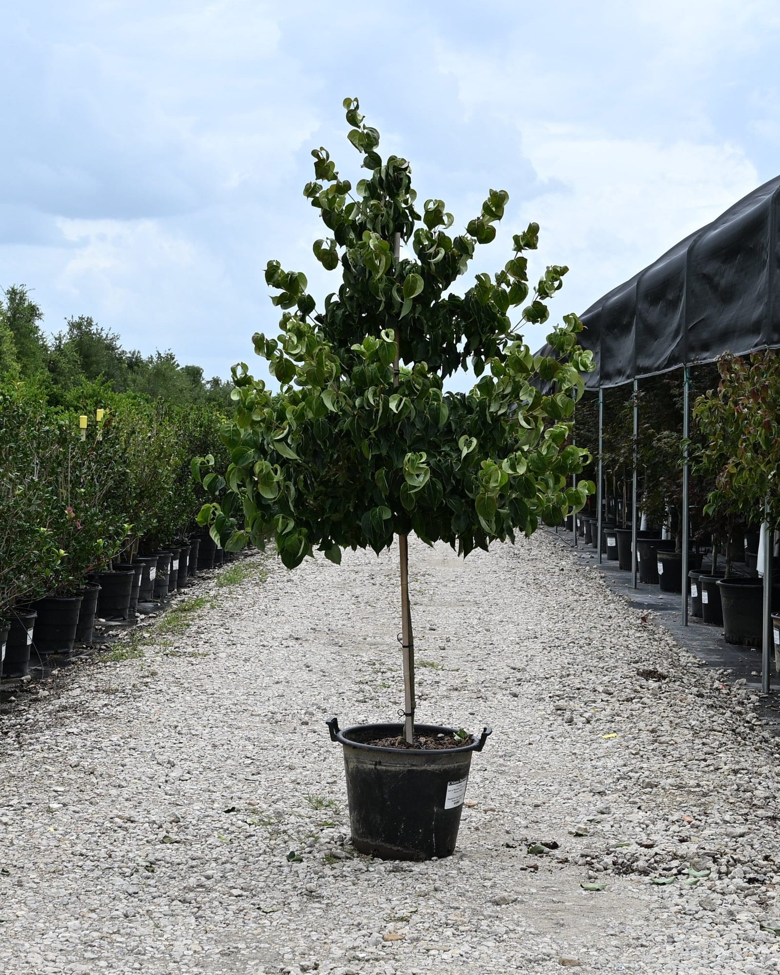 Chinese Dogwood - view 5