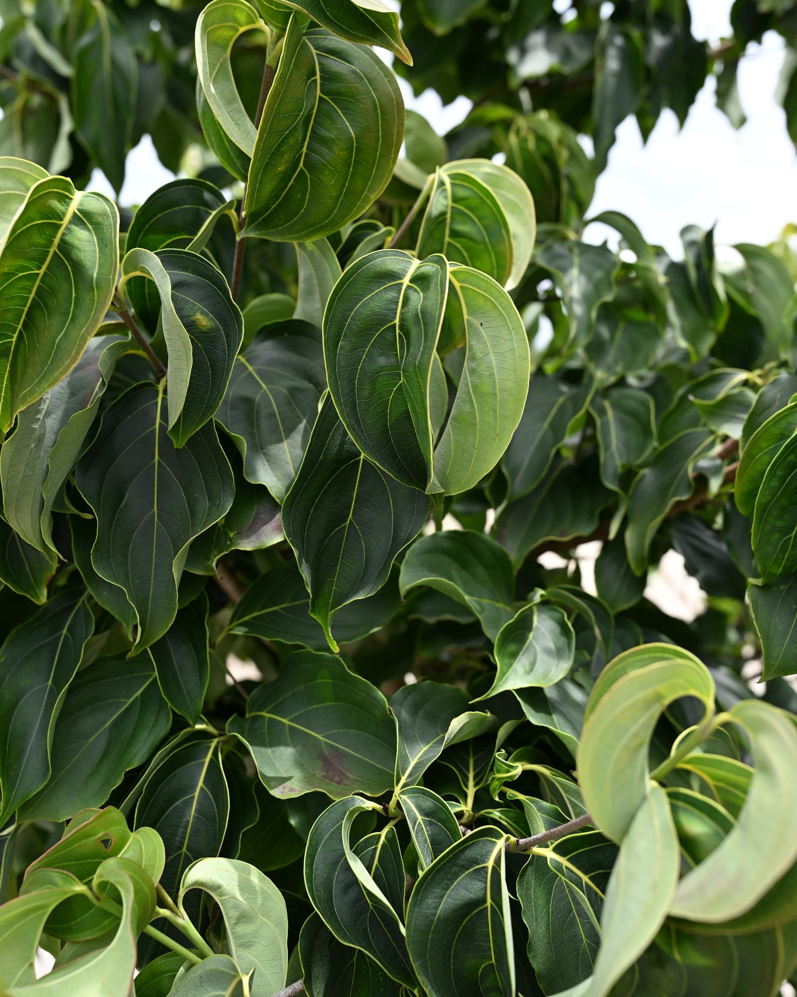 Chinese Dogwood