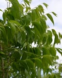 Choctaw Pecan with dense green pinnate leaves against the sky