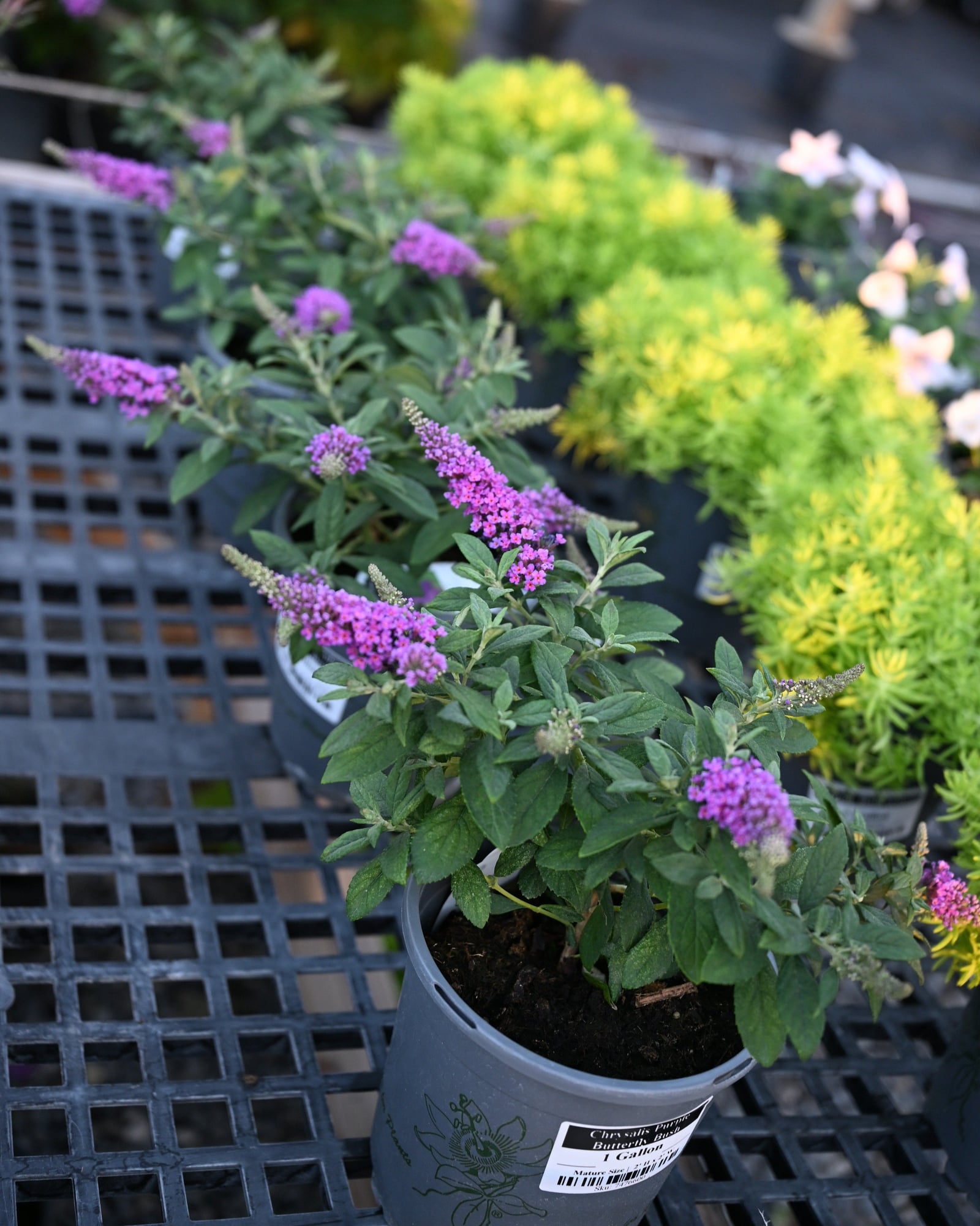 Chrysalis Purple Butterfly Bush flowering container Chrysalis Purple Butterfly Bush with purple flower clusters in a nursery container