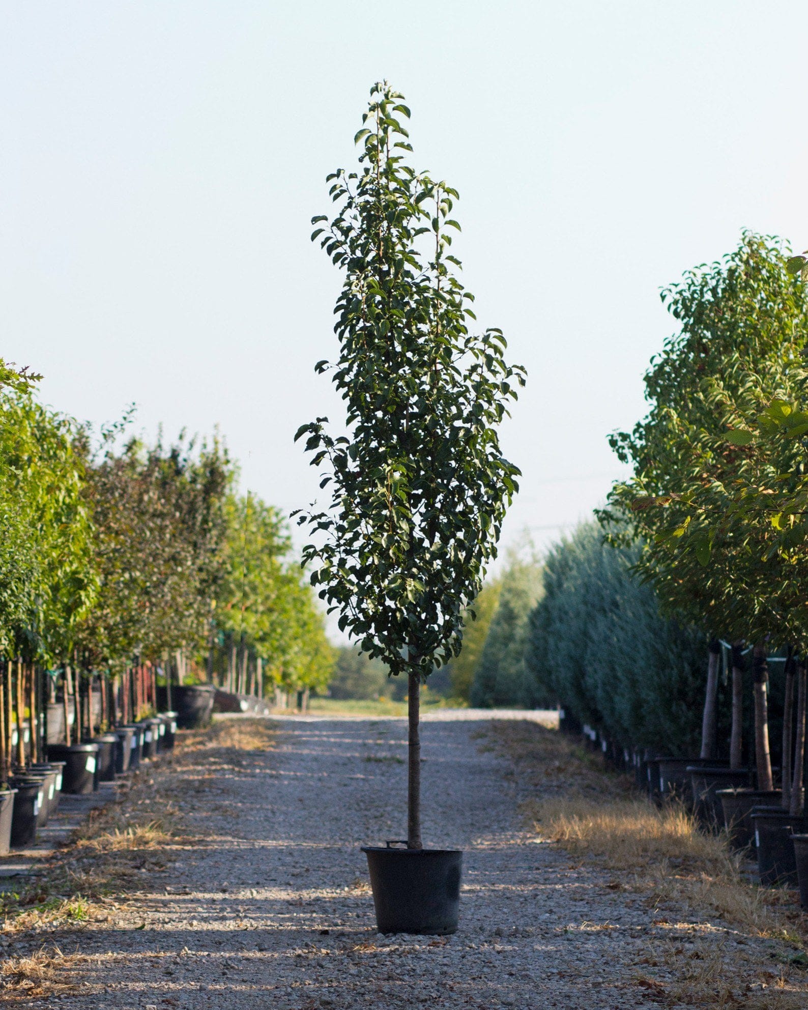 Cleveland Select Pear nursery aisle Cleveland Select Pear in a container with a narrow upright form along a nursery aisle