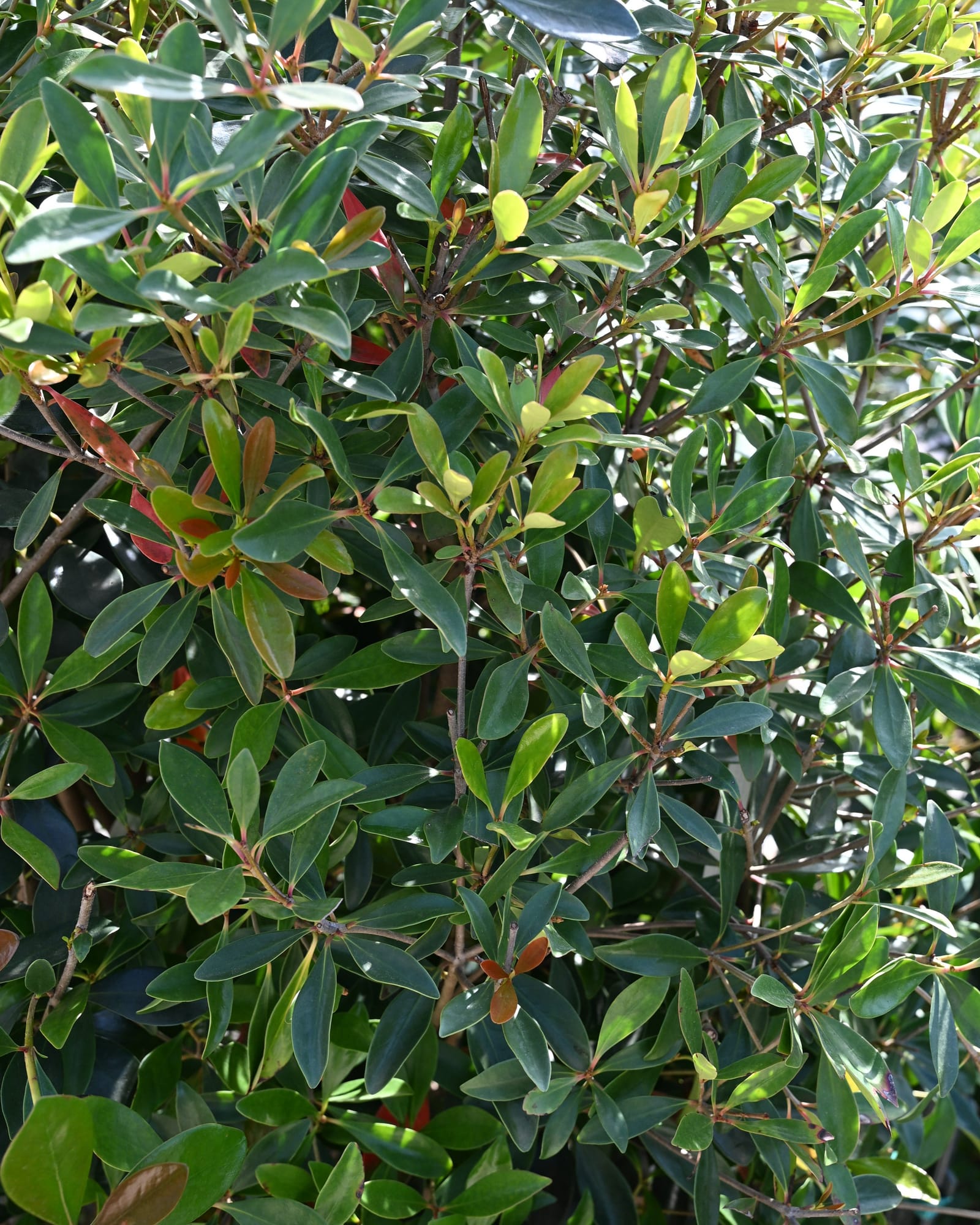 Cleyera