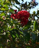 Colorama Crimson Crape Myrtle with clusters of vivid red flowers and glossy green leaves