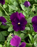Colormax Clear Purple Viola - Image 5