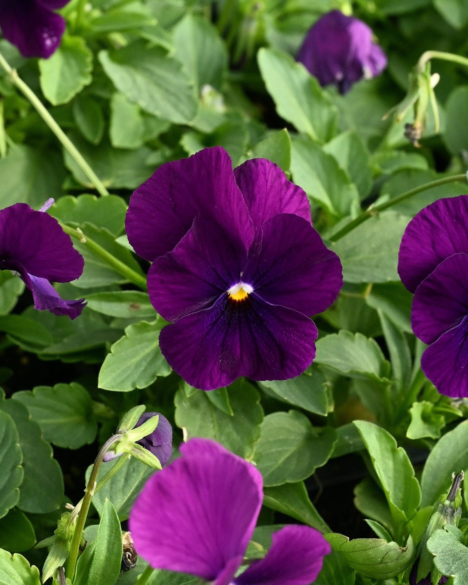 Colormax Clear Purple Viola - view 5