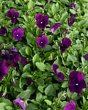 Colormax Clear Purple Viola - Image 4