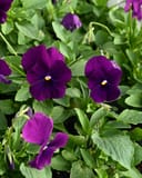 Colormax Clear Purple Viola - Image 3