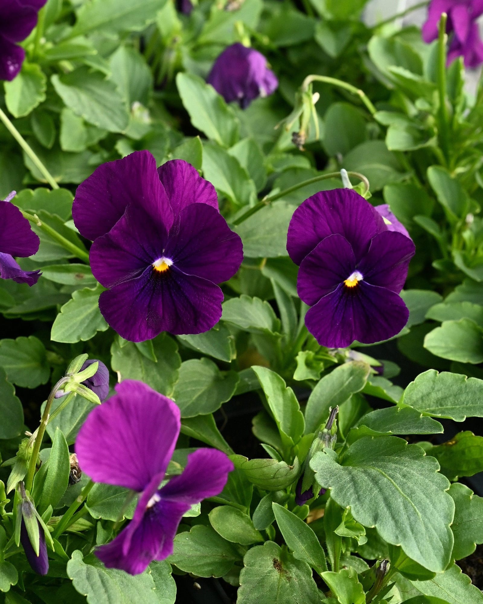 Colormax Clear Purple Viola - view 3