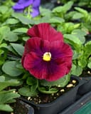 Colossus Mix Blotch Pansy - Main Image