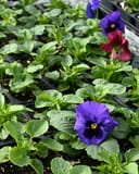 Colossus Mix Blotch Pansy - Image 2