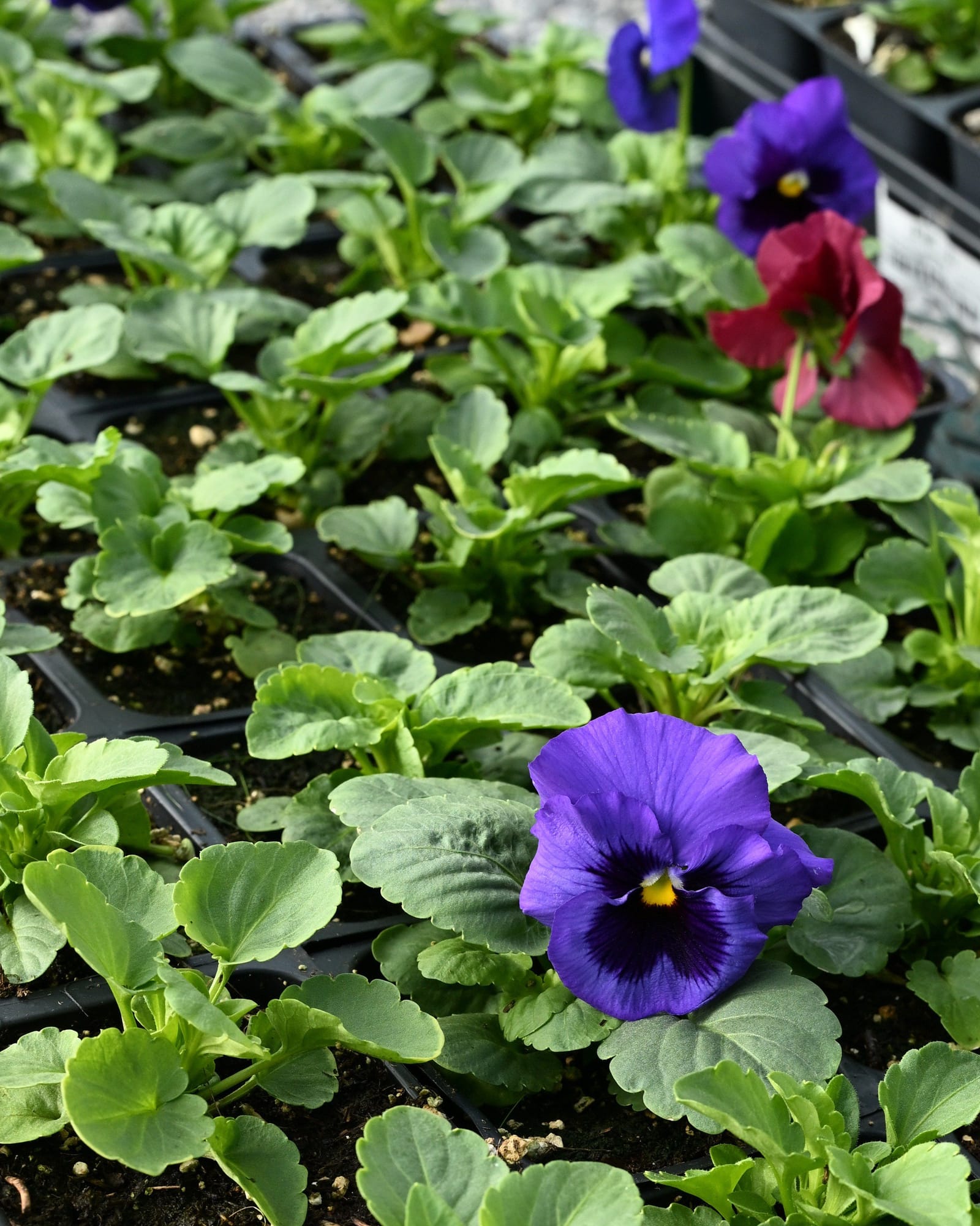 Colossus Mix Blotch Pansy - view 2
