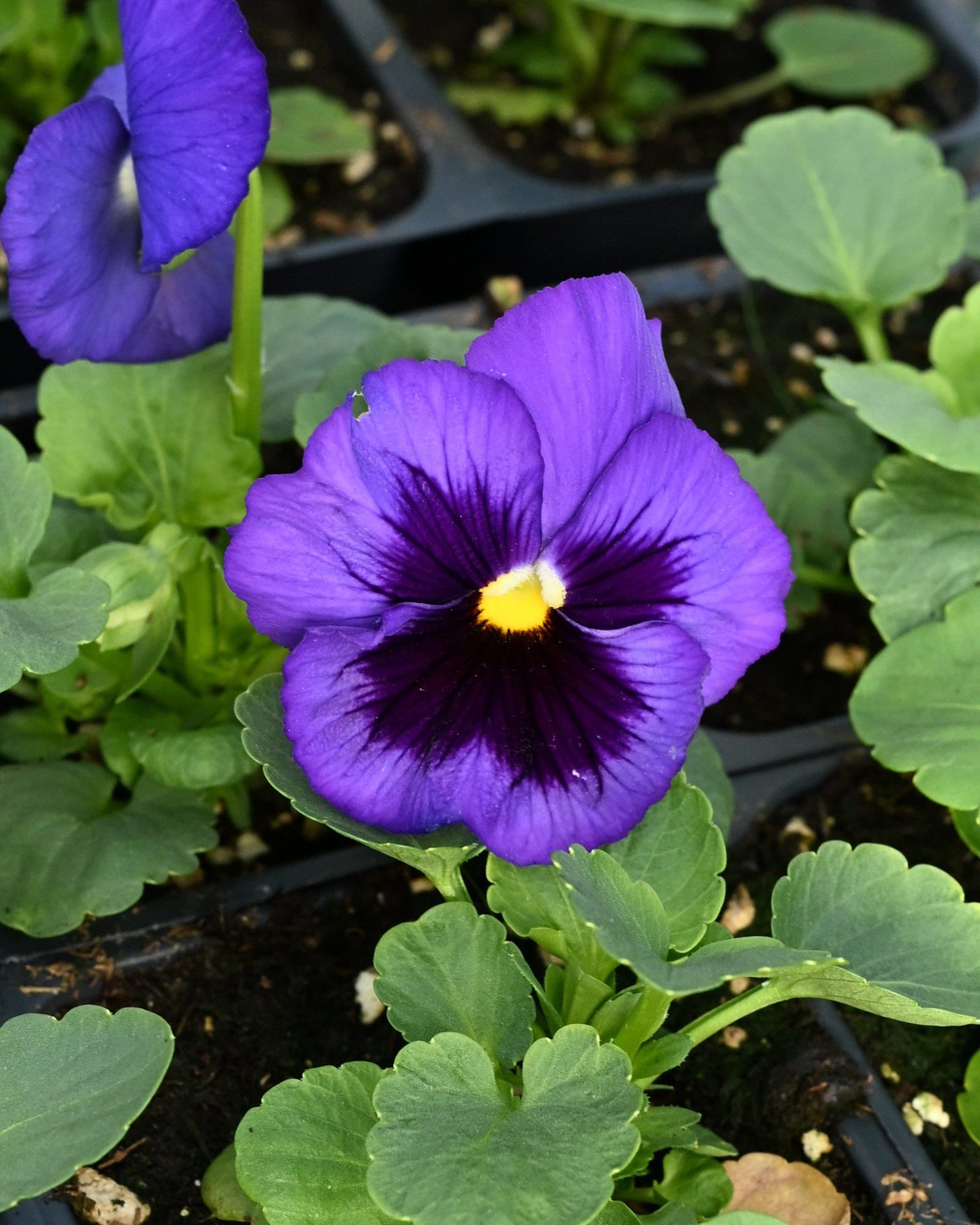 Colossus Mix Blotch Pansy - view 3