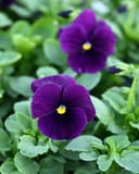 Colossus Purple Blotch Pansy - Main Image