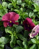 Colossus Rose Blotch Pansy - Main Image