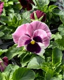 Colossus Rose Blotch Pansy - Image 2