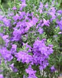 Compacta Texas Sage with abundant purple flowers and small green leaves