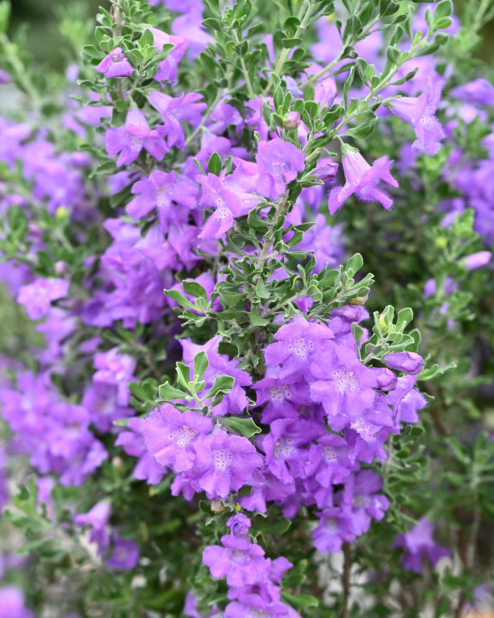 Compacta Texas Sage