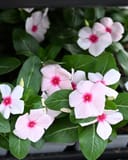 Cora XDR Cascade Apricot Vinca with pale pink flowers and dark green foliage