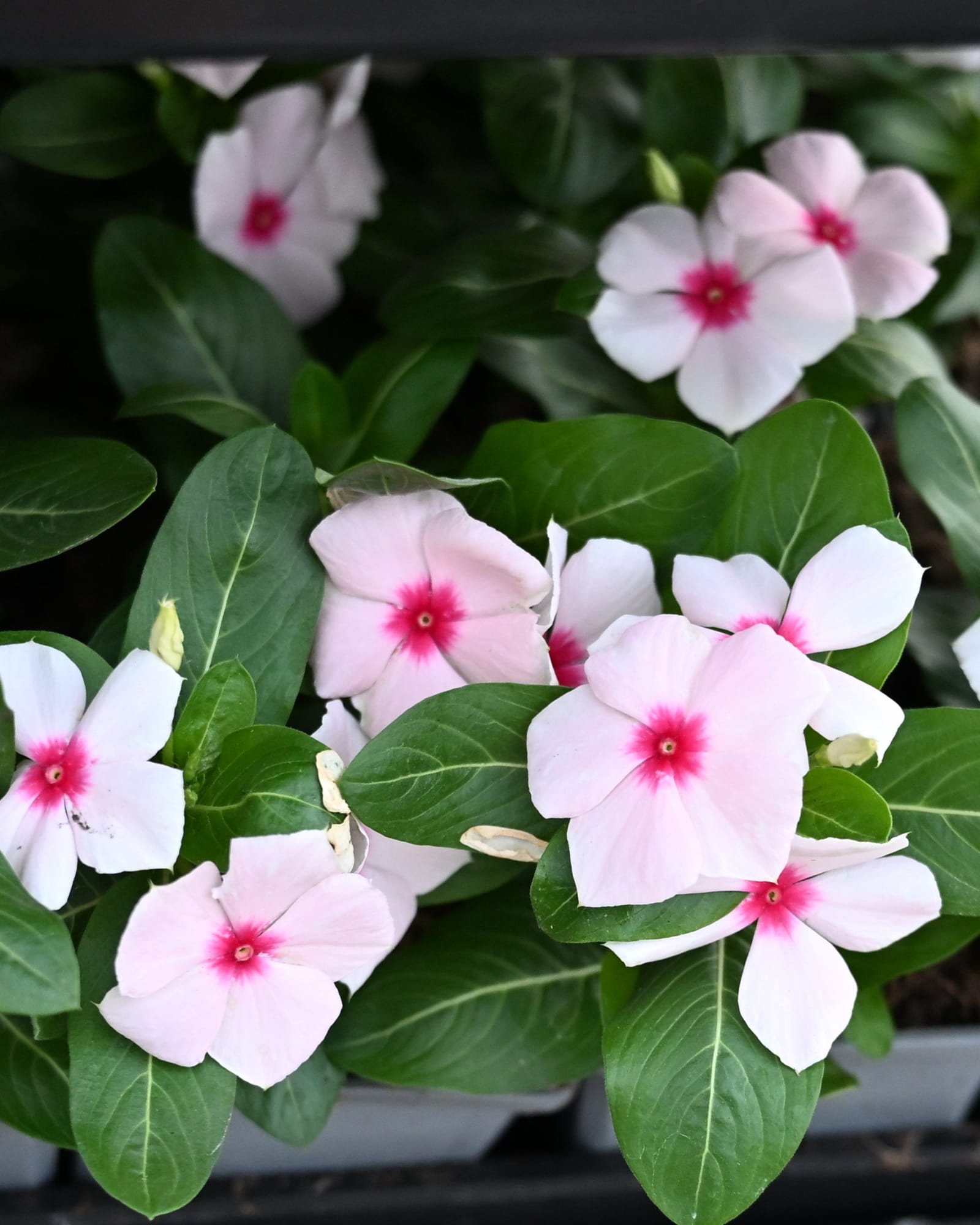 Cora XDR Cascade Apricot Vinca pink flowers Cora XDR Cascade Apricot Vinca with pale pink flowers and dark green foliage
