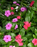 Cora XDR Cascade Violet Vinca with pink, violet and red flowers among glossy green leaves