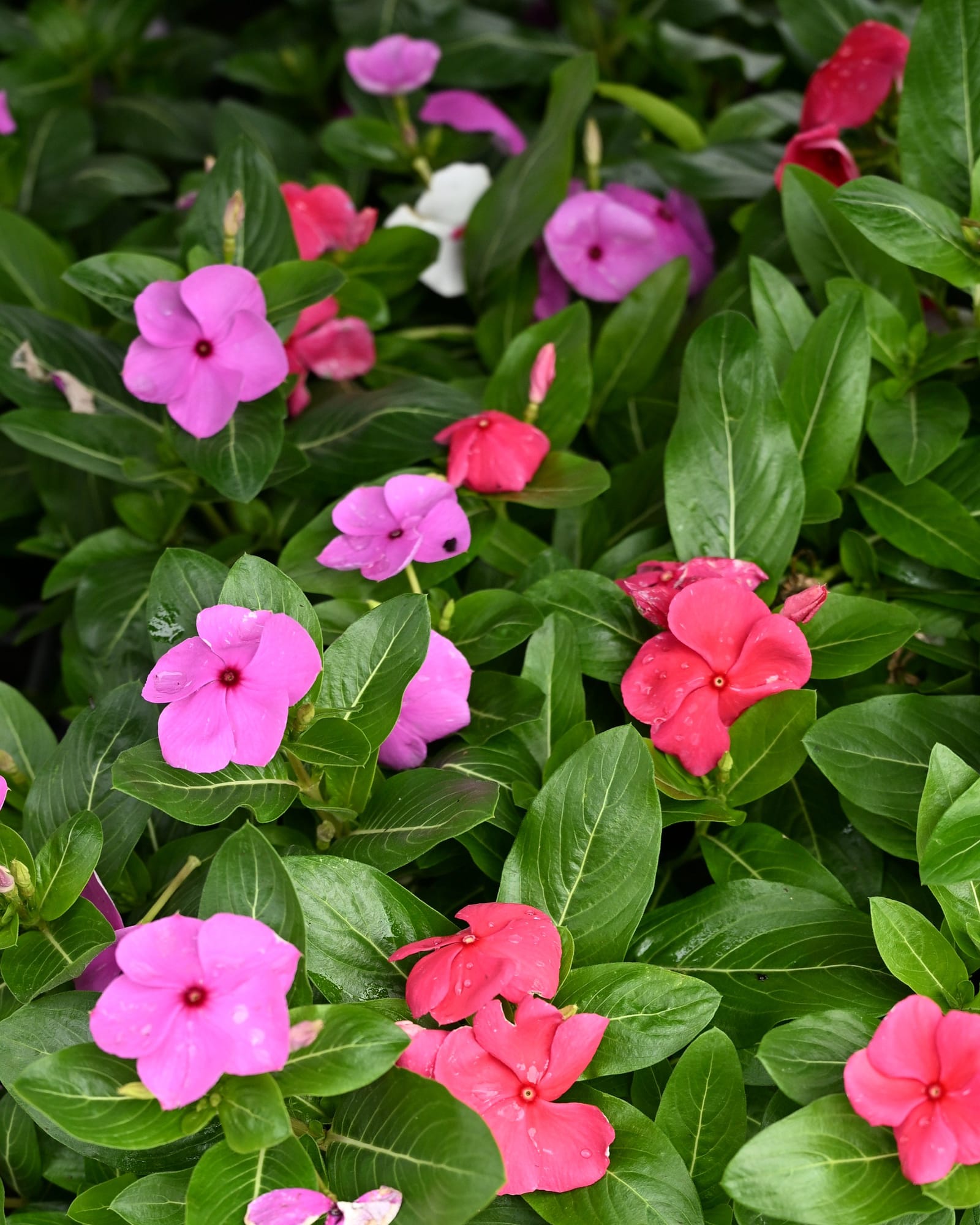 Cora XDR Cascade Violet Vinca colorful flowers Cora XDR Cascade Violet Vinca with pink, violet and red flowers among glossy green leaves