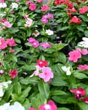 Cora XDR Mix Vinca with pink, red and white flowers in nursery containers
