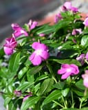 Cora XDR Orchid Vinca with pink flowers and glossy green foliage in a nursery container