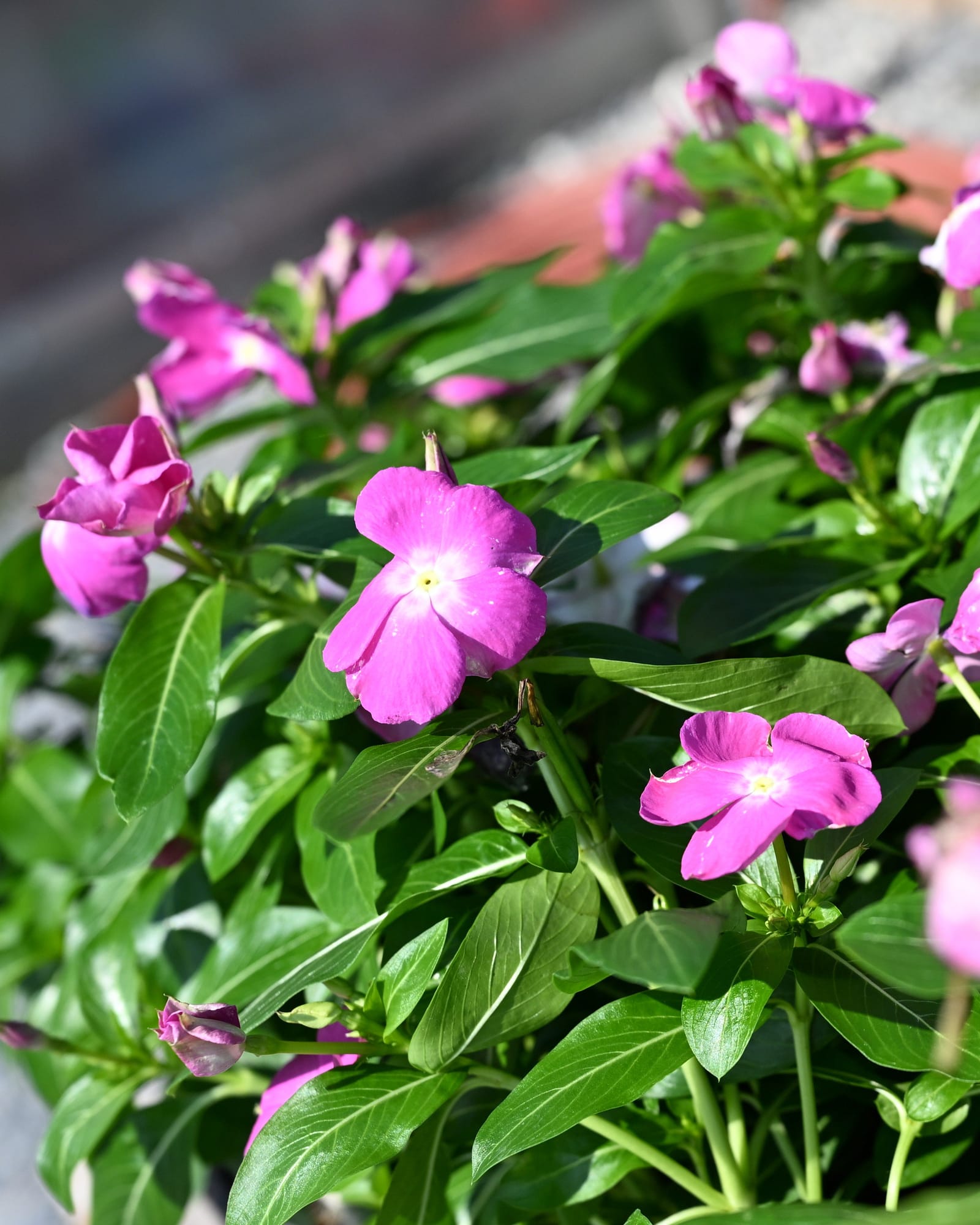 Cora XDR Orchid Vinca pink flowers Cora XDR Orchid Vinca with pink flowers and glossy green foliage in a nursery container