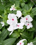 Cora XDR Polka Dot Vinca with white flowers and pink centers among green foliage