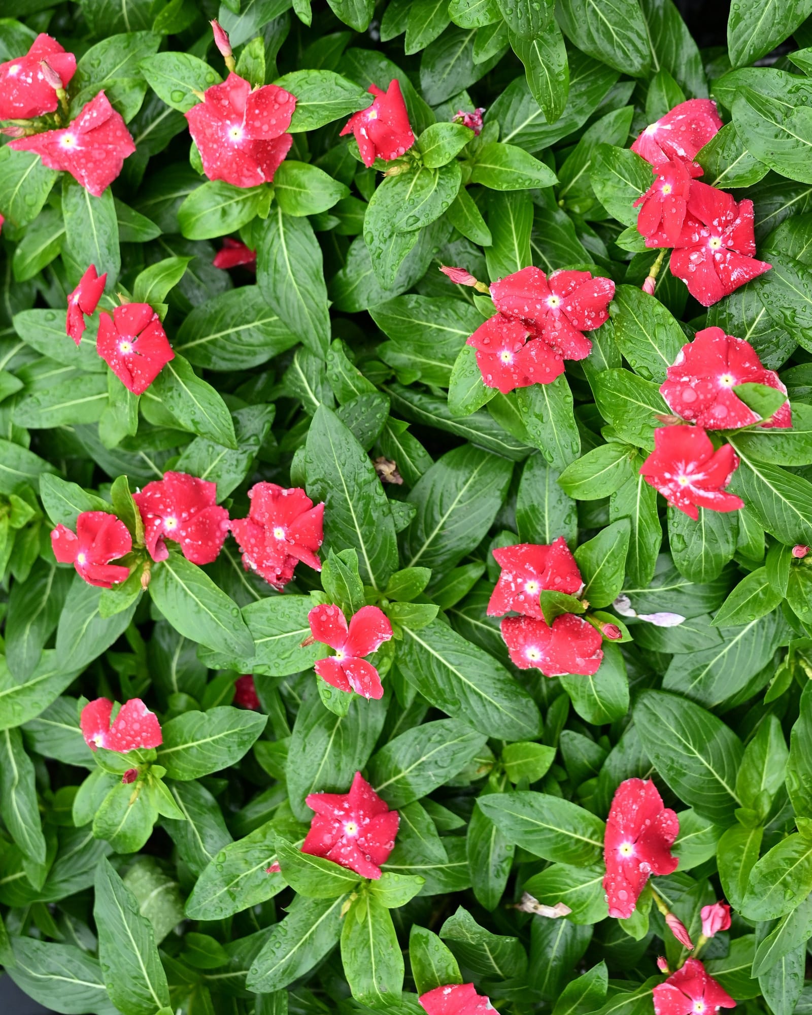 Cora XDR Red Glow Vinca red flowers Cora XDR Red Glow Vinca with bright red flowers and glossy green leaves