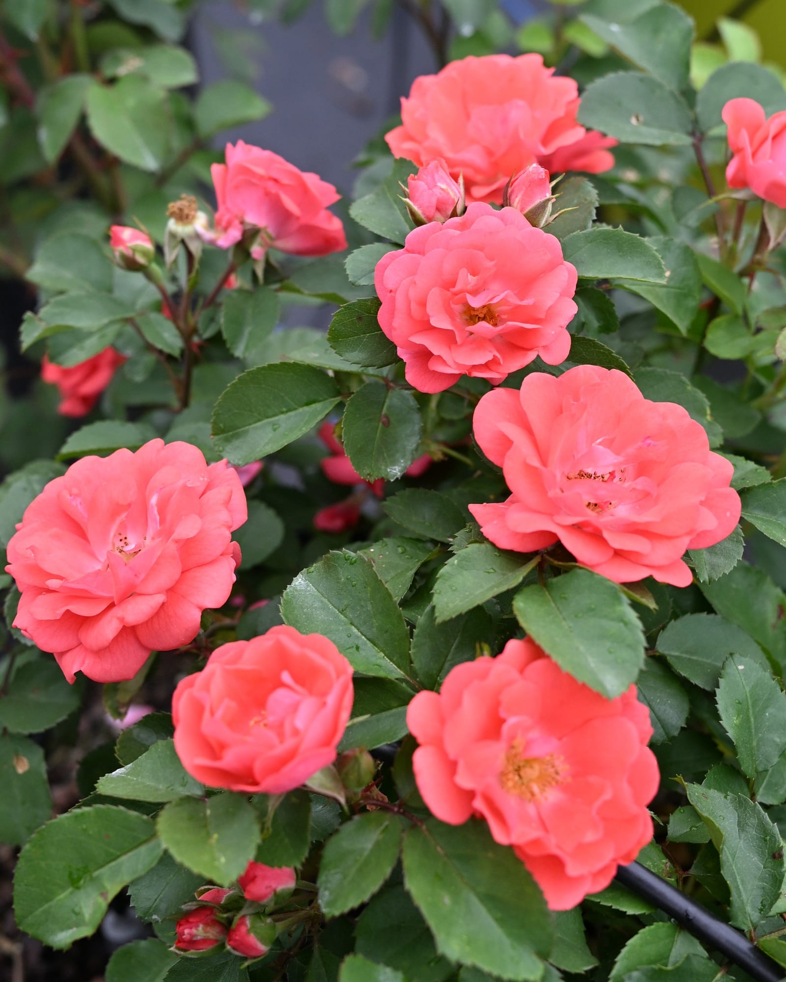 Coral Drift Rose Tree Form