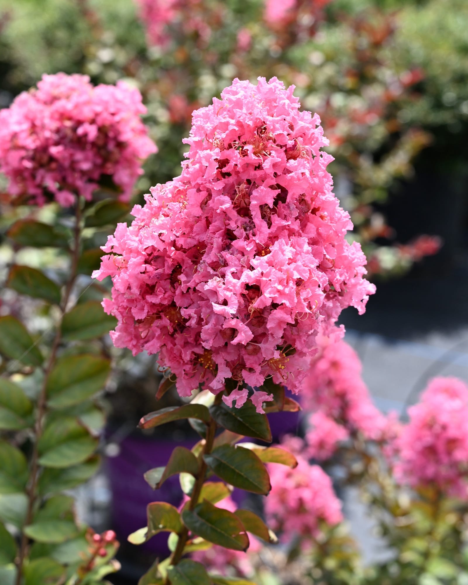 Coral Magic Crape Myrtle