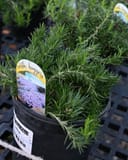 Creeping Blue Phlox in a nursery container with fine green foliage and a plant tag