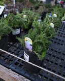 Creeping Blue Phlox in black nursery containers with fine green foliage and purple flower labels