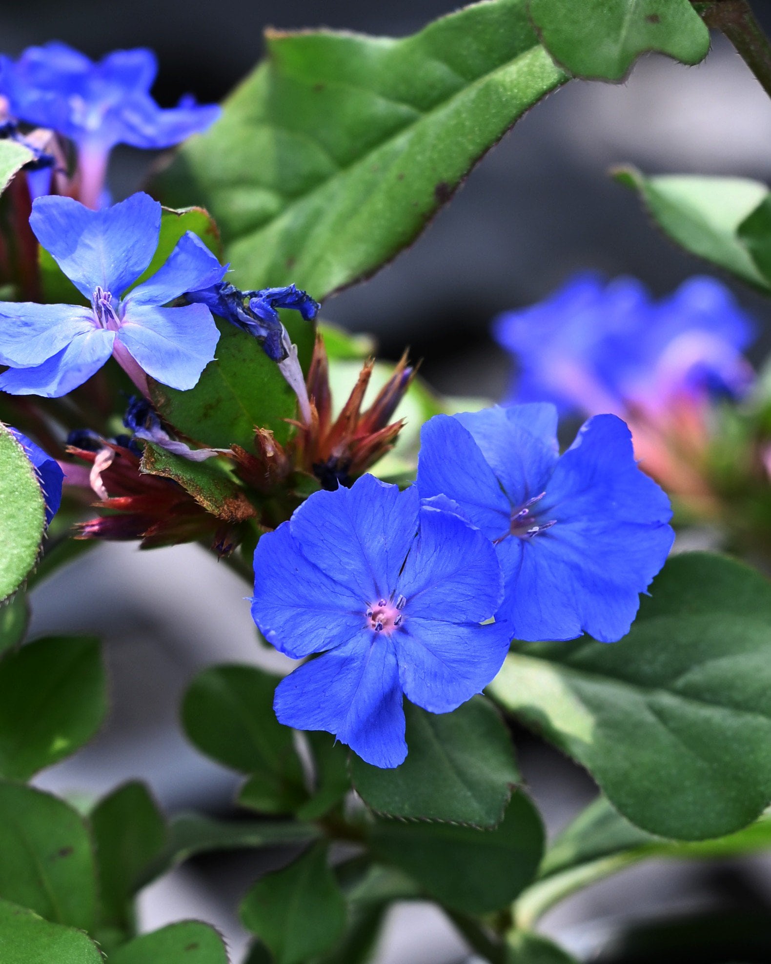 Creeping Plumbago blue flowers Creeping Plumbago with vivid blue flowers and green foliage