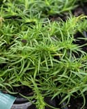 Creeping White Phlox with dense narrow green foliage in a nursery container