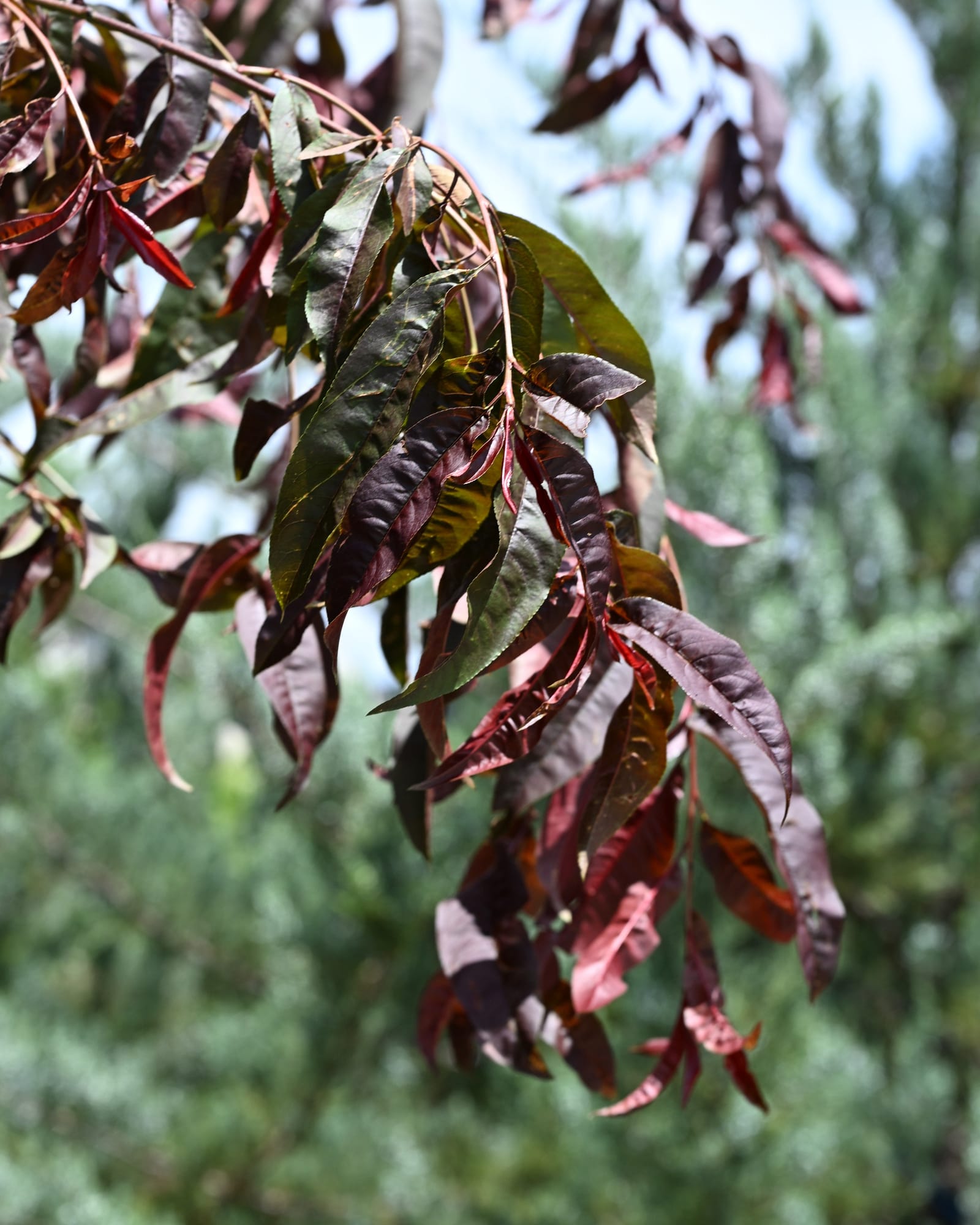 Crimson Cascade Flowering Peach