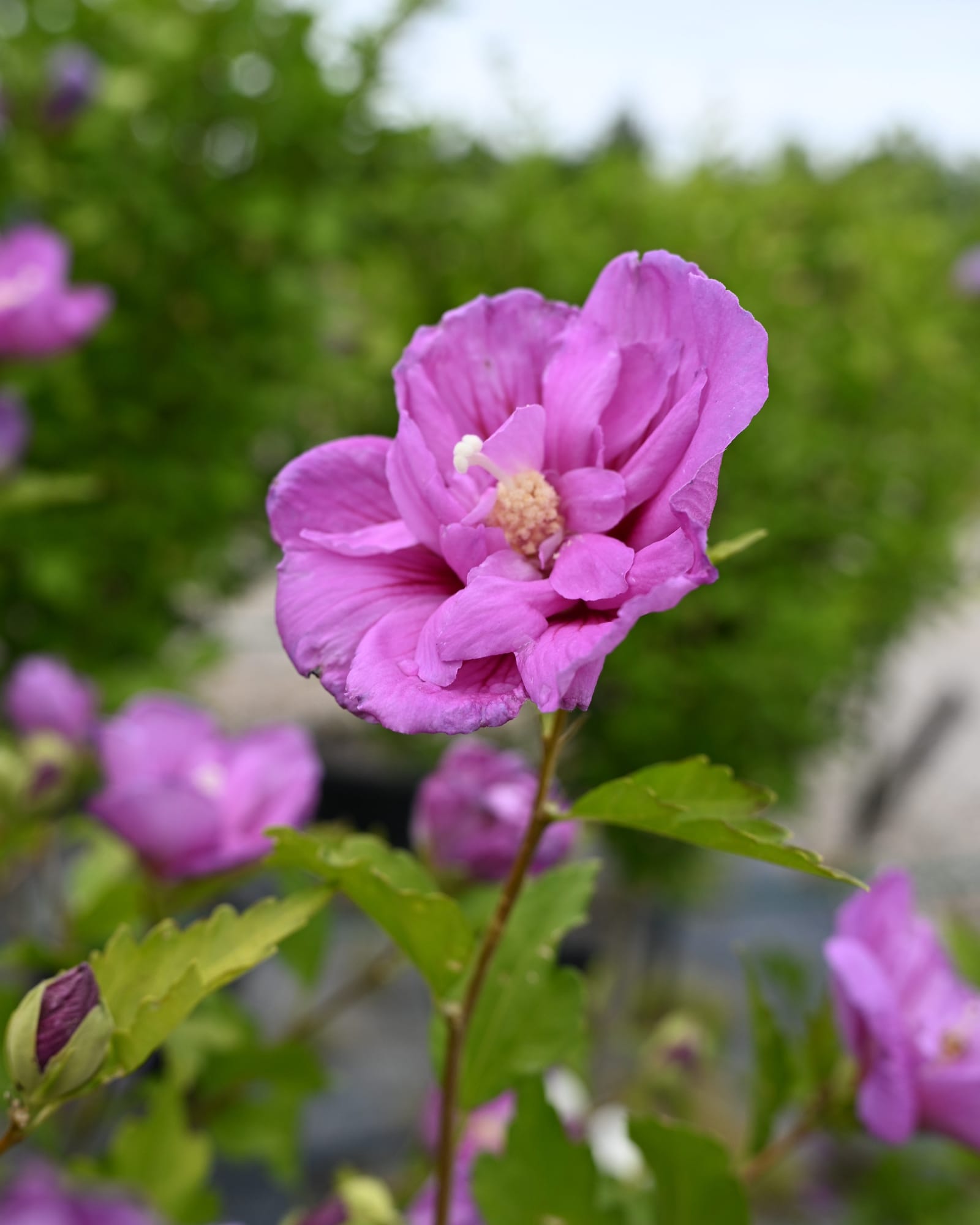 Dark Lavender Chiffon Althea