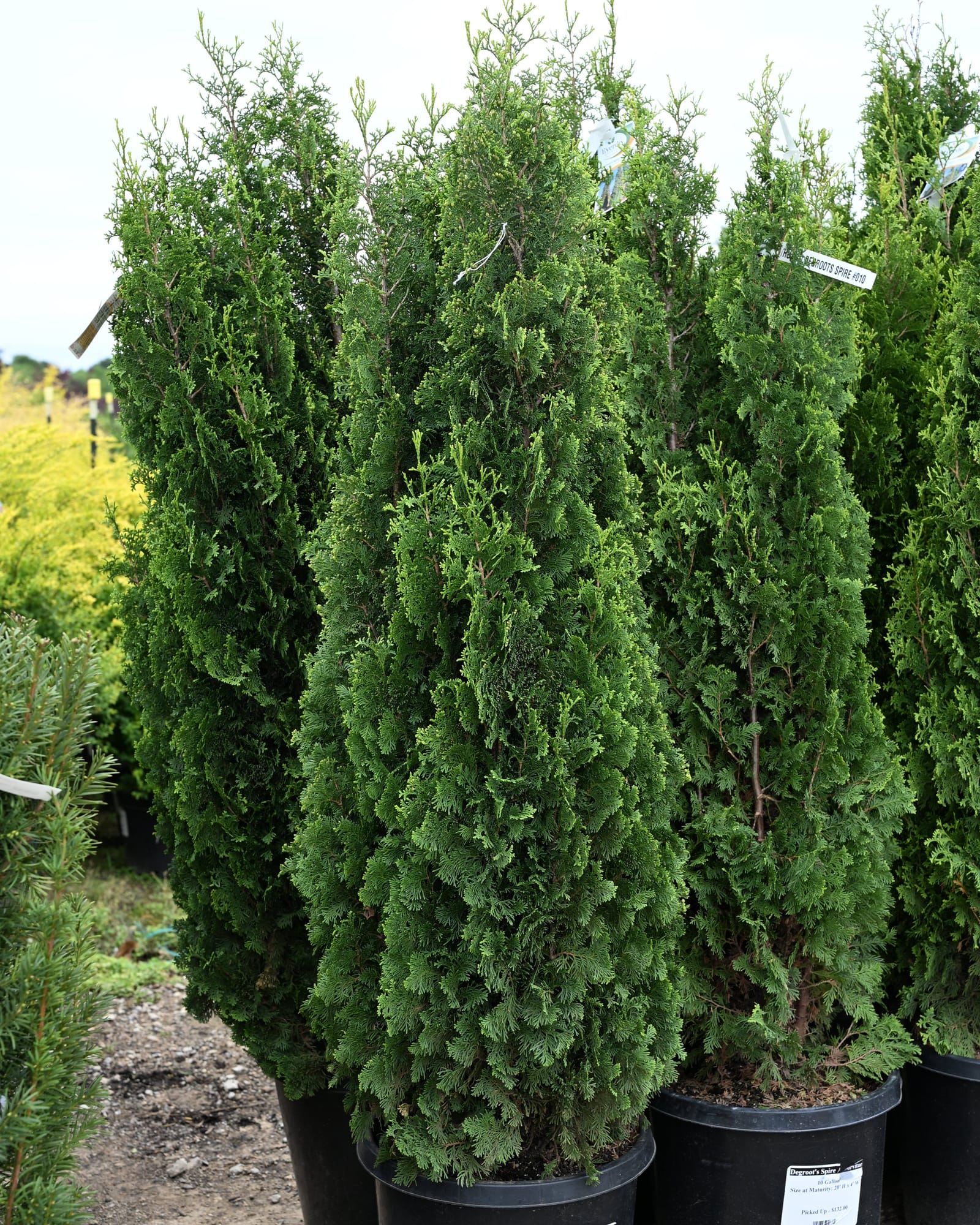 Degroot's Spire Arborvitae