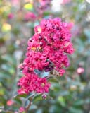 Double Feature Crape Myrtle with dense clusters of bright pink flowers