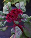 Dracula Celosia with a deep burgundy crested flower and green leaves veined in purple