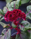 Dracula Celosia with a deep red, ruffled flower and purple-veined green leaves