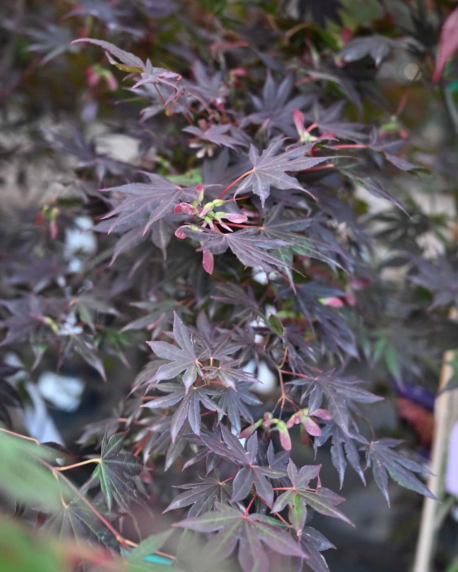 Dragon Tears Japanese Maple