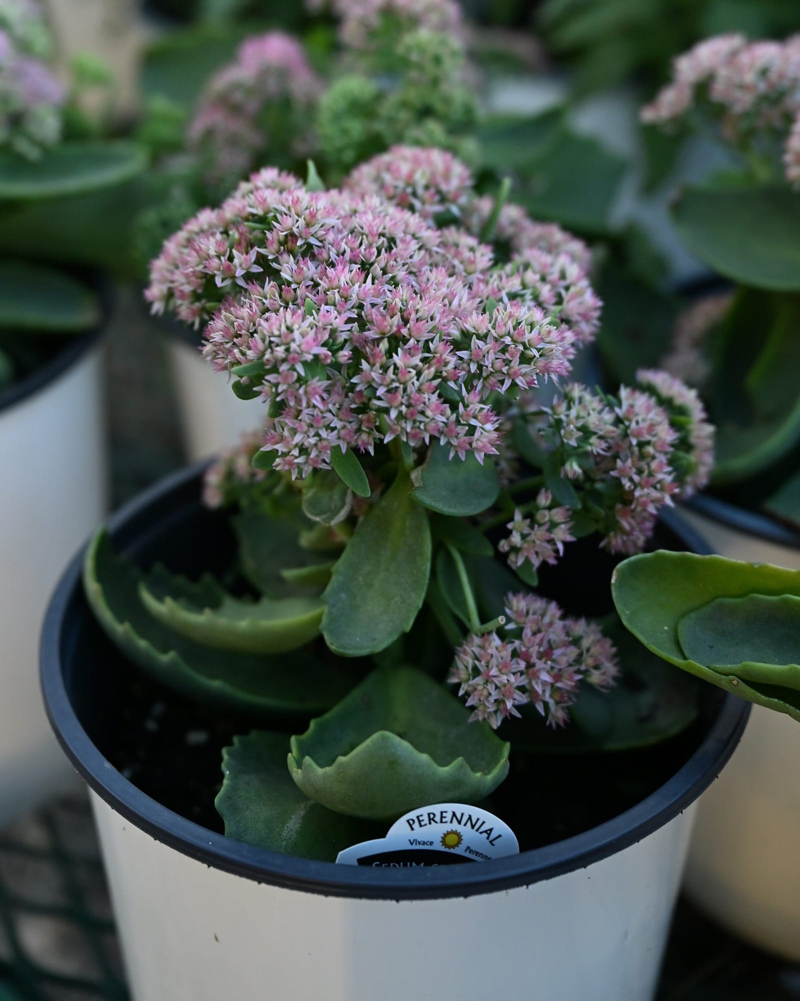 Autumn Joy Sedum - view 5