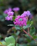 Bellini Grape Crape Myrtle - Main Image